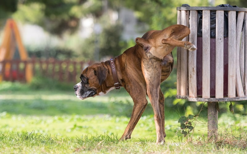 Come rimuovere l'odore di urina di cane dai mobili